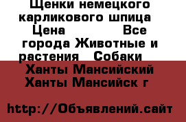 Щенки немецкого карликового шпица › Цена ­ 20 000 - Все города Животные и растения » Собаки   . Ханты-Мансийский,Ханты-Мансийск г.